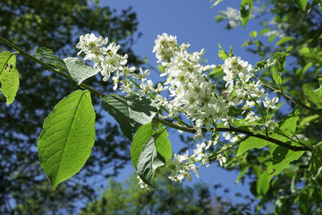 Blooming tree in woodland Park Sorghvliet in The Hague
