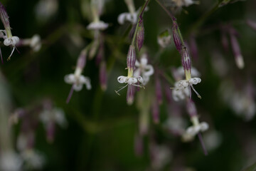 Silène penché (Silene nutans) 3