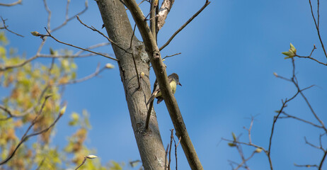 Great Crested Flycatcher