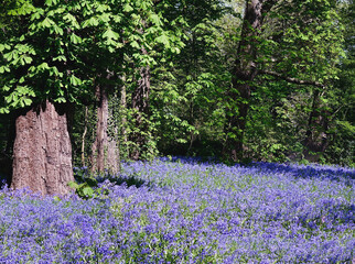Obraz premium Bluebells in woodland of Park Sorghvliet in the Netherlands