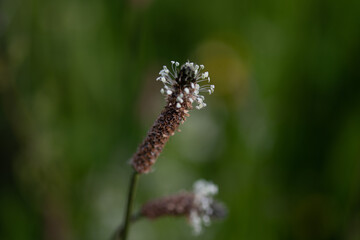 Plantain lancéolé (Plantago lanceolata)