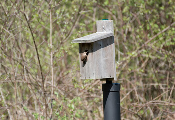 House Wren