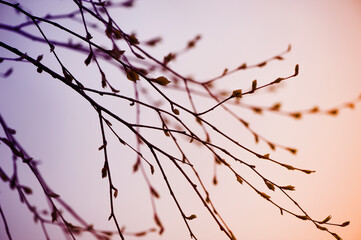 Fototapeta na wymiar spring branches against the backdrop of the sunset sky. Stylized natural background