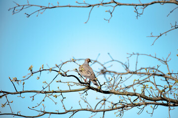 Mourning Dove
