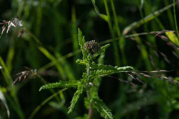 Plante dans les champs 1