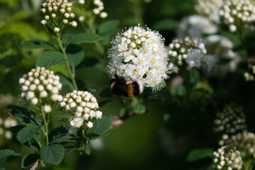 Bourdon qui butine 3