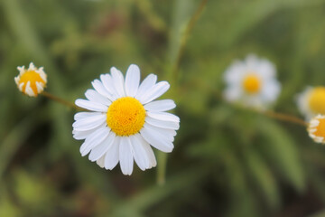 Obraz premium Top of white and yellow daisy flower growin in a meadow in rural Germany.