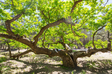 Girl on oak tree
