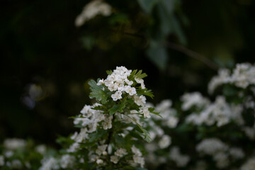 Fleures dans les vignes 2