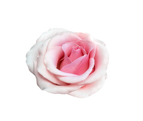 Light pink rose close up isolated on white background , clipping path