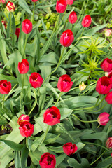 beautiful spring tulips with leaves. Background for greeting card.