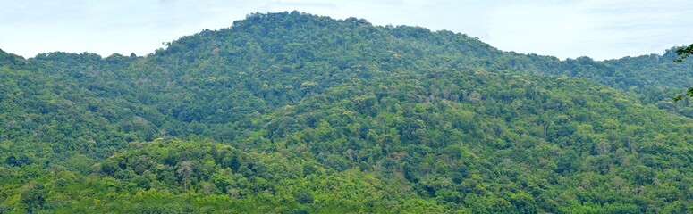 panorama of the forest