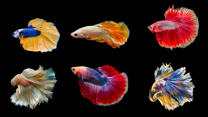 Collection colorful Thai betta fish, Siamese fighting fish isolated on black background
