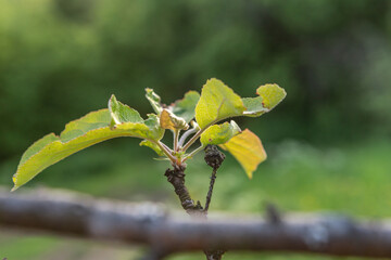 close up of new grown leaves on a branch