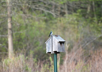 Tree Swallow