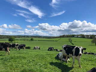 Fototapeta na wymiar Dairy cows lying down in a grass field in May