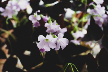 Purple oxalis edible flower