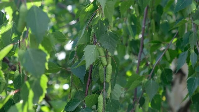 Close-up video footage of beautiful blooming birch tree. Green leaves and branches are fluttering in the wind. Spring seasonal blossoming of trees. Green birch fruits is a small samara.