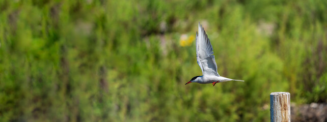 Bird with flying off the stick with text space