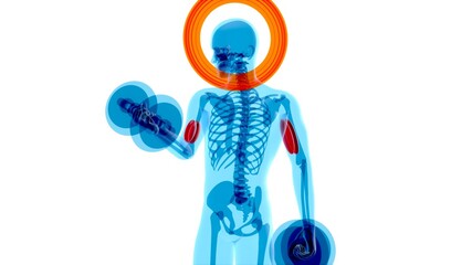 Anatomy of a X-ray man doing Biceps Curls