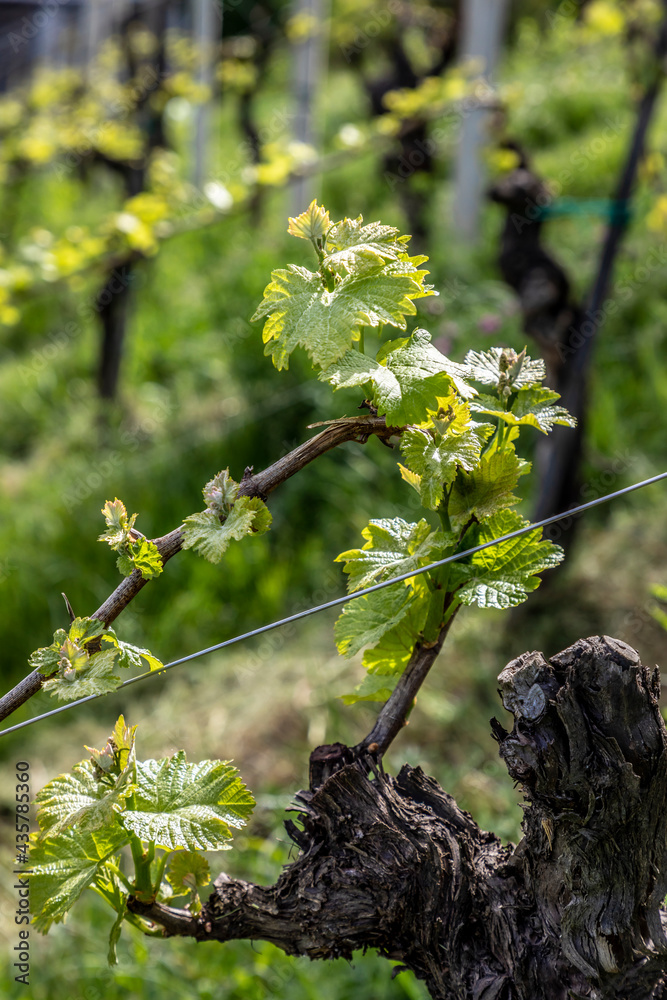 Wall mural springtime in vineyard in southern styria, austria