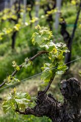 springtime in vineyard in southern styria, austria