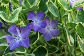 Periwinkle or V&iacute;nca major. A semi-shrub with bright blue flowers and beautiful leaves. Selective focus.