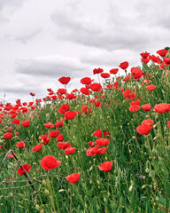 Wheat field with poppies at Tierra de Campos. This vast region of Castilla is populated by large wheat fields that in springtime take color with poppies and the green of the cereal