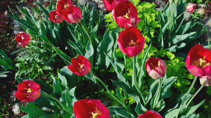 bright pink tulips. spring flowers in the garden