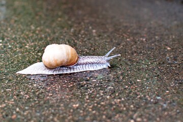 snail such a beast on wet pavement close up