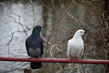 Black and white pigeons sit on the railing by the pond.