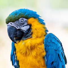 Macaw close up headshot of the parrot posing on a branch