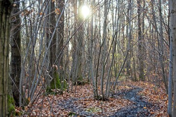 autumn forest in the morning