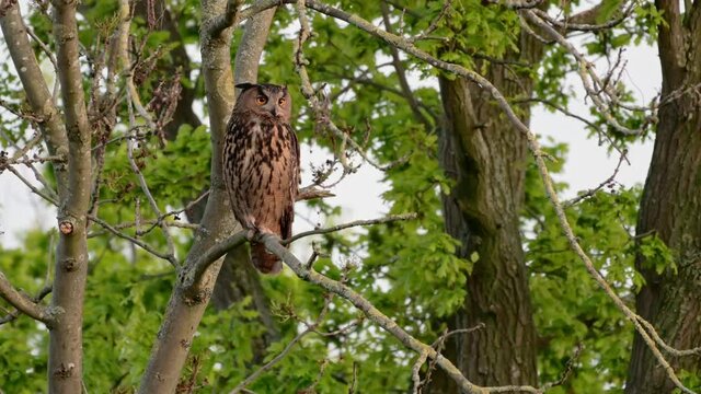Eurasian eagle-owl (Bubo bubo) sitting on a branch inside a tree, Heinsberg, North Rhine-Westphalia, Germany