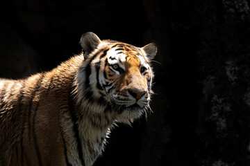 カッコいいトラ