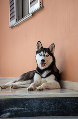 Portrait of beautiful Siberian Husky dog