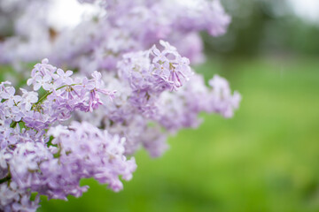 Delicate fresh flowering lilac bushes in the park on a spring sunny day. High quality photo