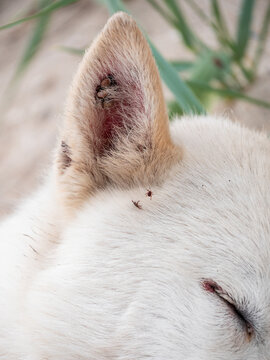 White dog with ticks on ears summer nature sand beach background. Animal fell insects. Puppy hair surface. Pet care, advertisind backdrop for treatments against flea on dog's coat.