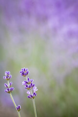 Obraz premium 라벤더