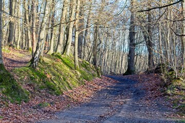 autumn forest in the morning