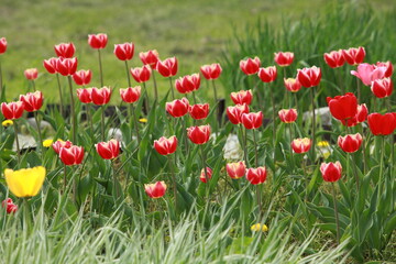 bright red tulips bloom in spring