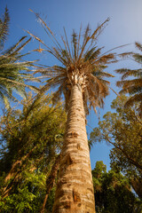 Fototapeta premium variety of plants from the Botanical Garden of Aswan Egypt