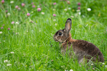 A brown cute dwarf rabbit in a green meadow