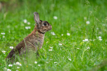A brown cute dwarf rabbit in a green meadow