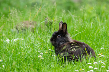A brown cute dwarf rabbit in a green meadow