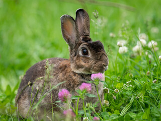 A brown cute dwarf rabbit in a green meadow © Stefan