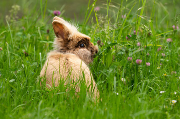Obraz na płótnie Canvas A brown cute dwarf rabbit in a green meadow