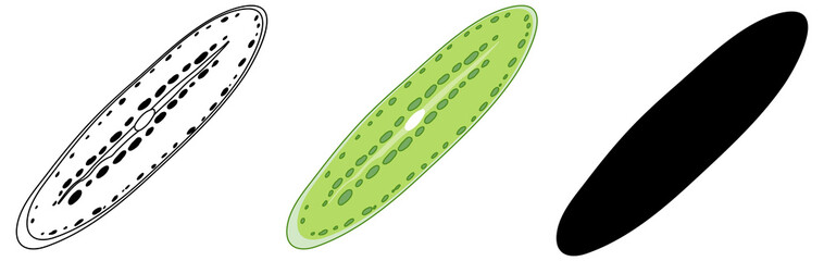 Set of Algae in silhouette and doodle on white background