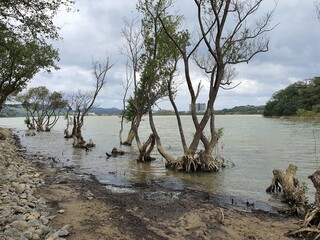 Fototapeta na wymiar 나무뿌리가 들어나고 있는 호수