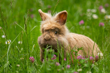 A brown cute dwarf rabbit in a green meadow © Stefan